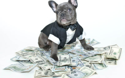 French bulldog puppy wearing a tux and bow tie sitting on a pile on one hundred bills.